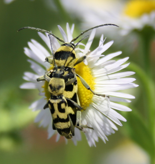 fůzáč - tesařík Chlorophorus varius