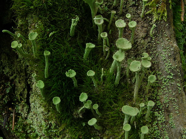 dutohlávka riasnatá Cladonia fimbriata (L.) Fr.