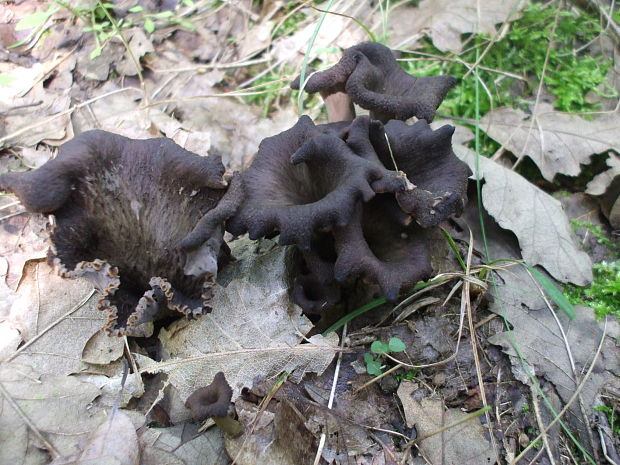 lievik trúbkovitý Craterellus cornucopioides (L.) Pers.