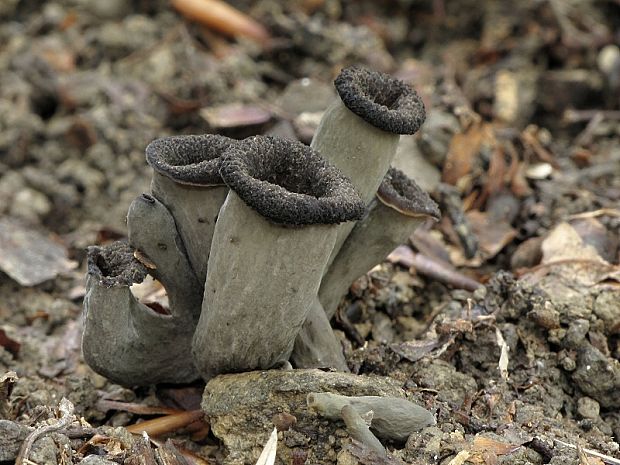 lievik trúbkovitý Craterellus cornucopioides (L.) Pers.