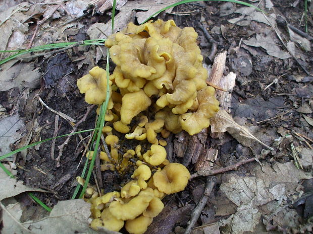 kuriatko lievikovité Craterellus tubaeformis (Fr.) Quél.