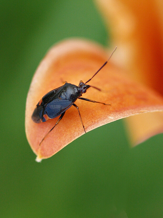 bzdocha Deraeocoris ruber var. segusina Müller, 1766