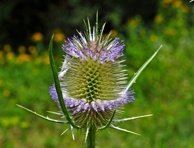 štetka lesná Dipsacus fullonum L.