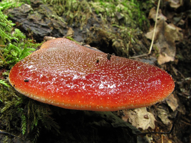 pečeňovec dubový Fistulina hepatica (Schaeff.) With.