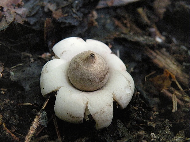 hviezdovka strapkatá Geastrum fimbriatum Fr.