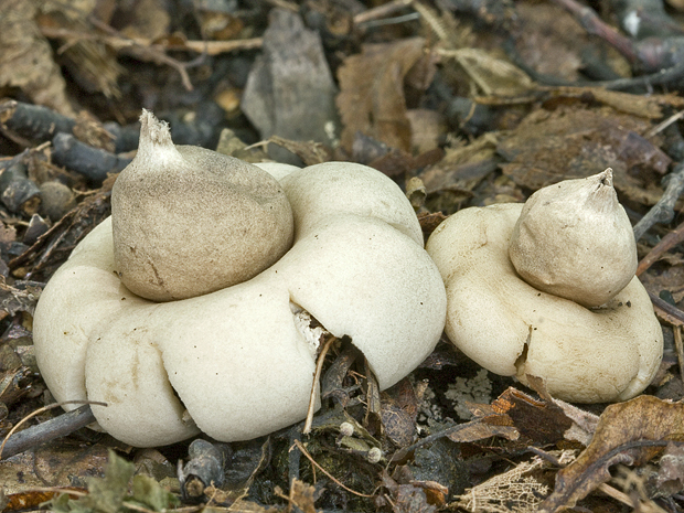 hviezdovka strapkatá Geastrum fimbriatum Fr.