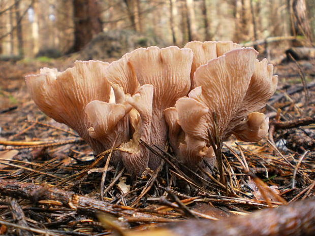 lievikovec kyjakovitý Gomphus clavatus (Pers.) Gray