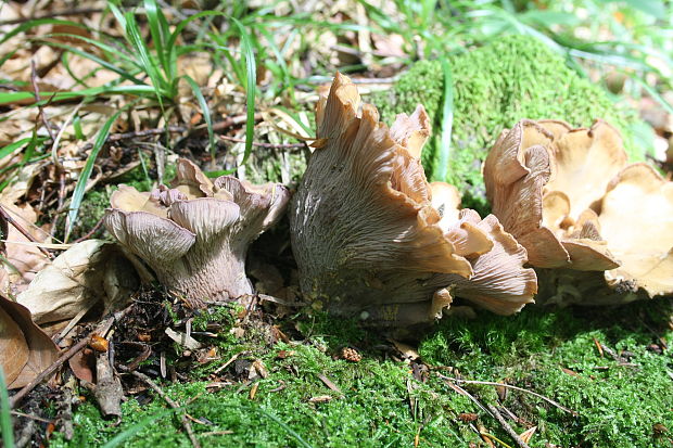 lievikovec kyjakovitý Gomphus clavatus (Pers.) Gray