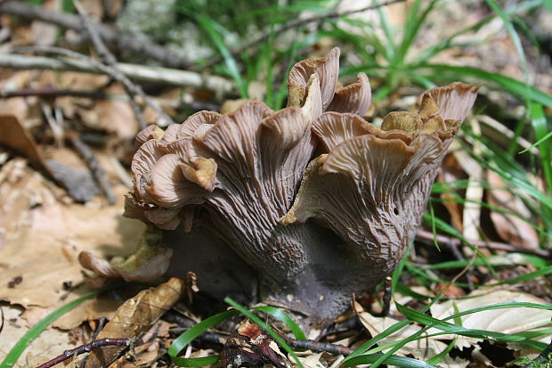 lievikovec kyjakovitý Gomphus clavatus (Pers.) Gray