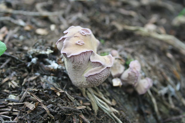 lievikovec kyjakovitý Gomphus clavatus (Pers.) Gray