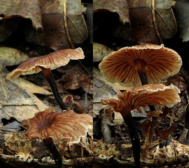 špička smradľavá Gymnopus foetidus (Sowerby) J.L. Mata & R.H. Petersen