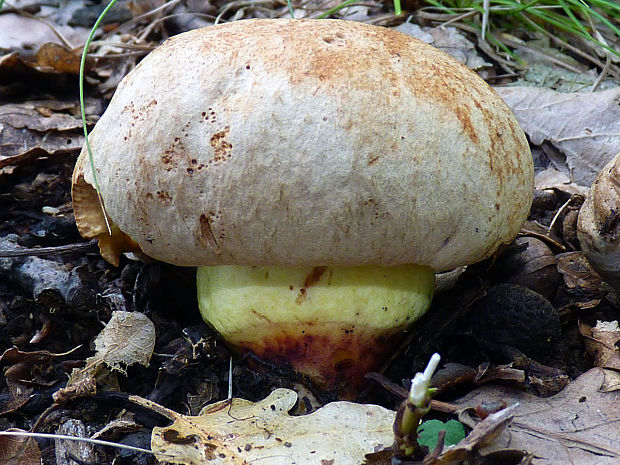 hríb plavý Hemileccinum impolitum (Fr.) Šutara