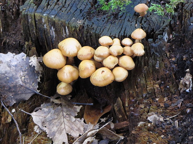 šupinačka menlivá Kuehneromyces mutabilis (Schaeff.) Singer & A.H. Sm.