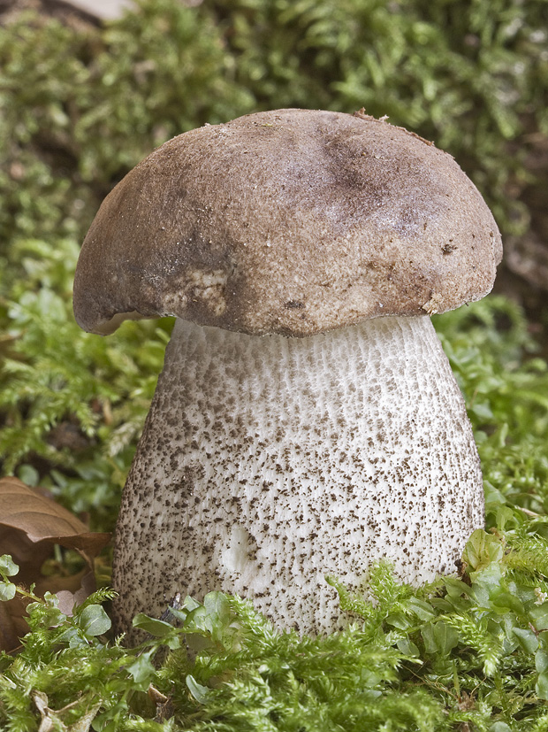 kozák topoľový Leccinum duriusculum (Schulzer ex Kalchbr.) Singer