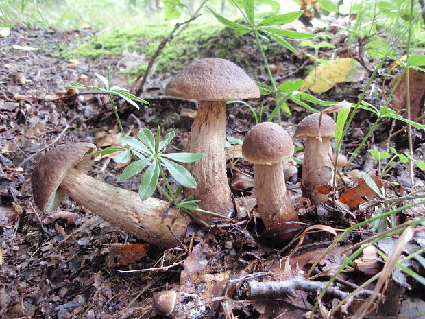 kozák hrabový - rodinka Leccinum pseudoscabrum (Kallenb.) Šutara