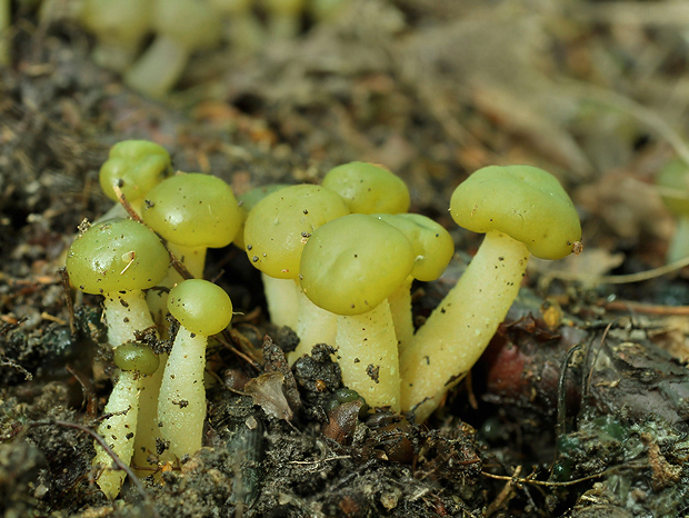 klincovka slizká Leotia lubrica (Scop.) Pers.