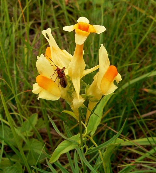 pyštek obyčajný Linaria vulgaris Mill.