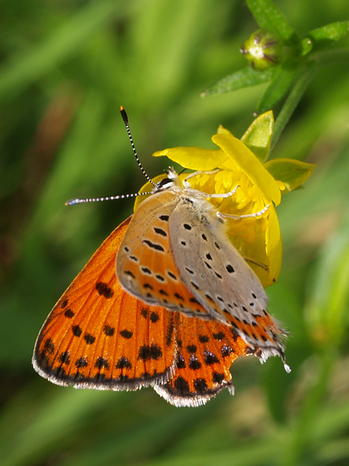 ohniváčik prútnatcový  Lycaena thersamon