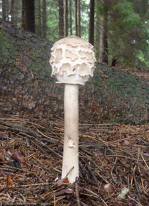 bedľa vysoká Macrolepiota procera (Scop.) Singer