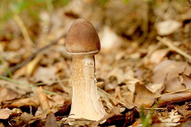 bedľa vysoká Macrolepiota procera (Scop.) Singer