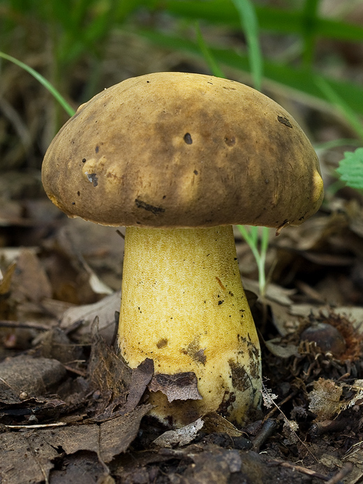 hríb zrnitohlúbikový odfarbený Neoboletus xanthopus (Quél.) Krieglst.