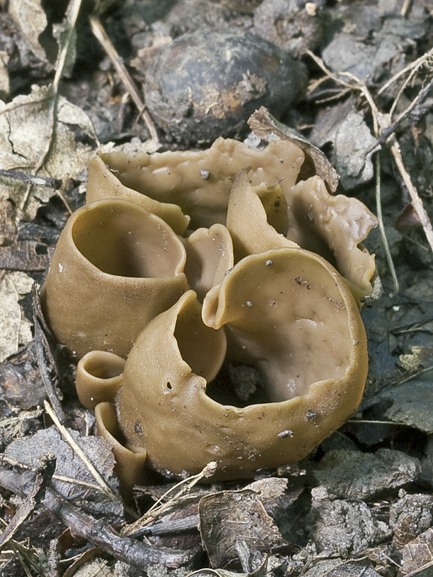 uško? Otidea sp.