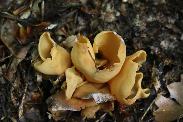 uško Otidea sp.