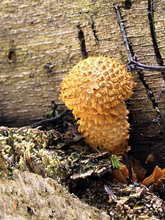 šupinovka šupinatá Pholiota squarrosa (Vahl) P. Kumm.