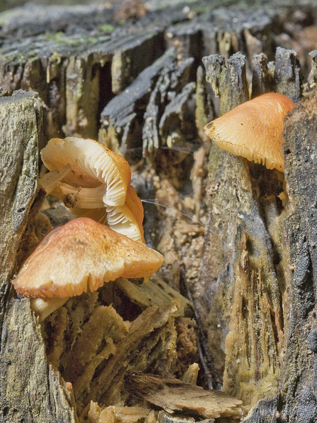 štítovka šarlátová? Pluteus aurantiorugosus (Trog) Sacc.