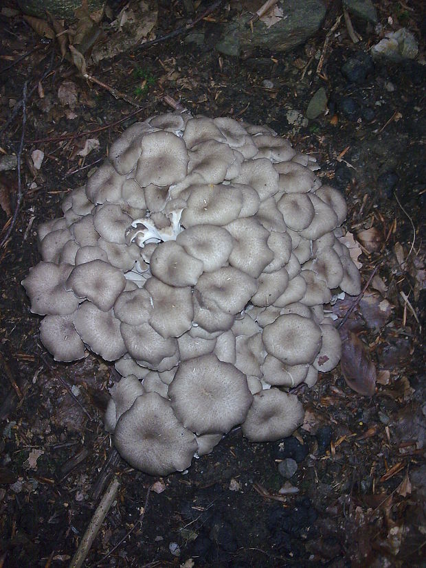 trúdnik klobúčkatý Polyporus umbellatus (Pers.) Fr.