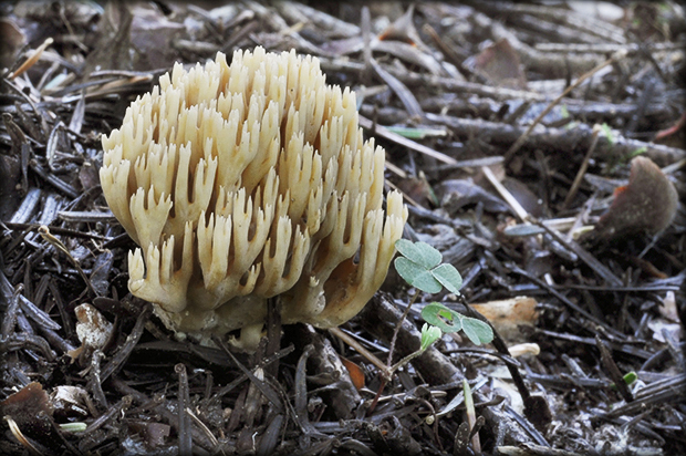 strapačka Ramaria sp.