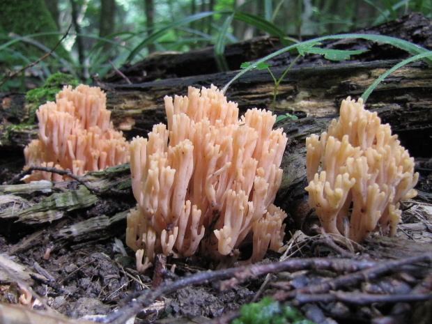 strapačka Ramaria sp.