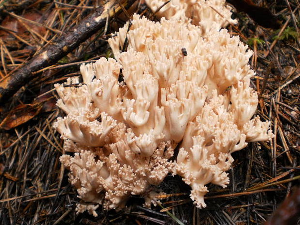 strapačka lososovoružová Ramaria subbotrytis (Coker) Corner