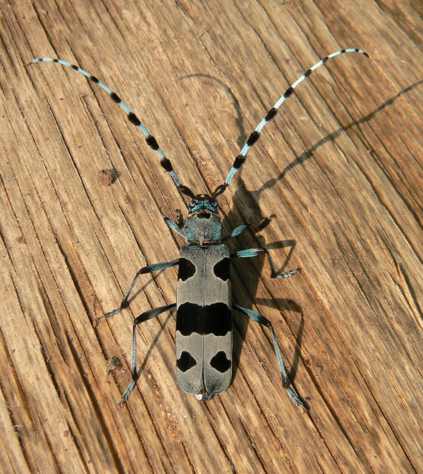 fúzač alpský  Rosalia alpina