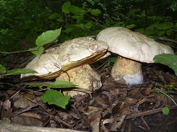 hríb satanský Rubroboletus satanas f. satanas (Lenz) Kuan Zhao & Zhu L. Yang