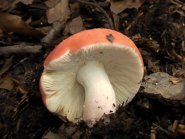 plávka úhľadná ? Russula rosea? Pers.