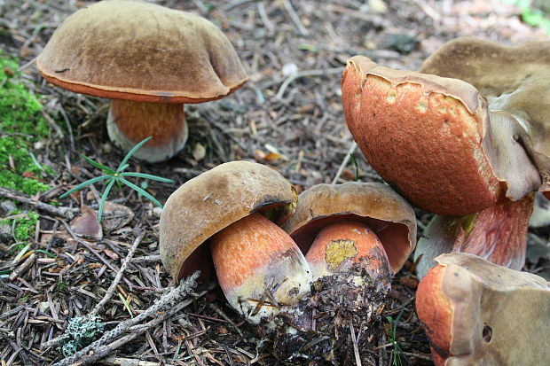 hríb zrnitohlúbikový Sutorius luridiformis (Rostk.) G. Wu & Zhu L. Yang