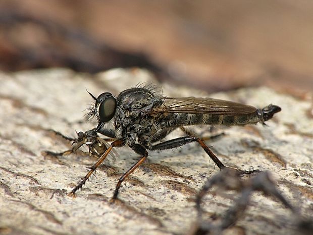 muchárka Tolmerus atricapillus (Fallén, 1814)