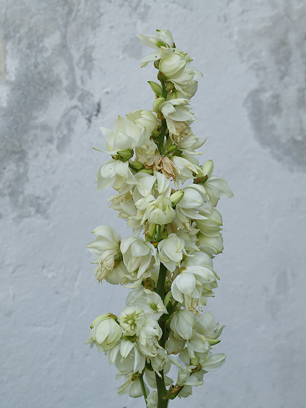 juka vláknitá Yucca filamentosa