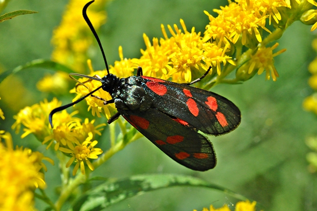 vretienka obyčajná Zygaena filipendulae