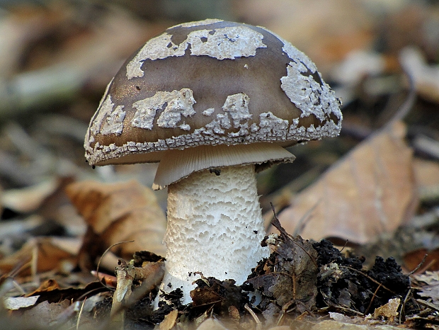 muchotrávka hrubá-muchomůrka šedivka Amanita excelsa (Fr.) Bertill.