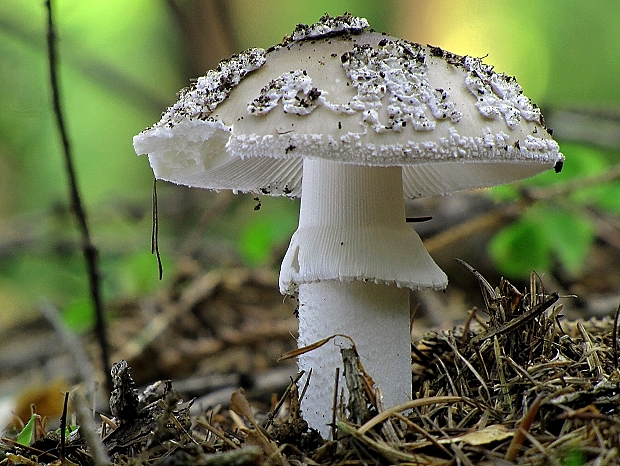 muchotrávka hrubá-muchomůrka šedivka Amanita excelsa (Fr.) Bertill.