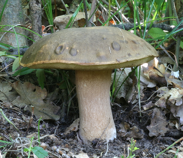 hríb bronzový Boletus aereus Bull. ex Fr.