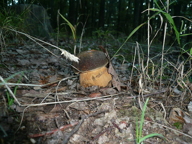 hríb bronzový Boletus aereus Bull. ex Fr.