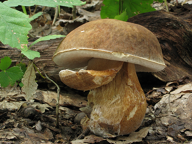 hríb bronzový Boletus aereus Bull. ex Fr.