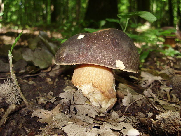 hríb bronzový Boletus aereus Bull. ex Fr.