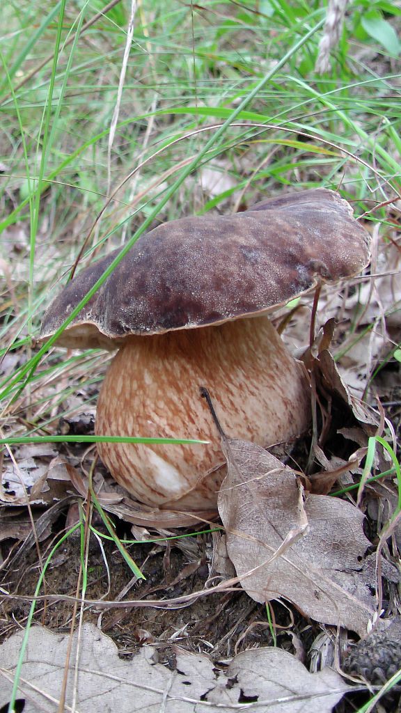 hríb bronzový Boletus aereus Bull. ex Fr.