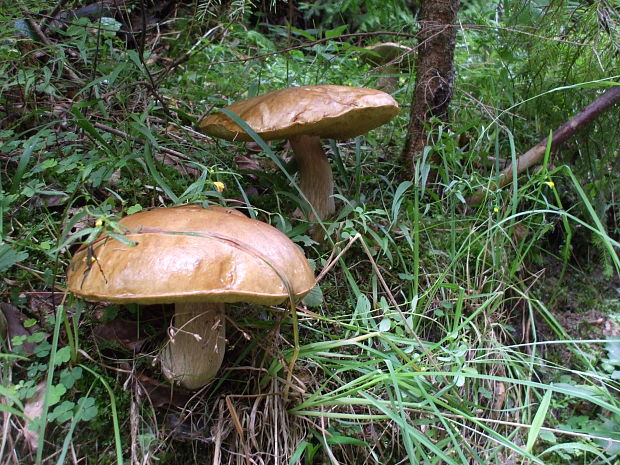 hríb smrekový kyjakovitý Boletus edulis var. clavipes