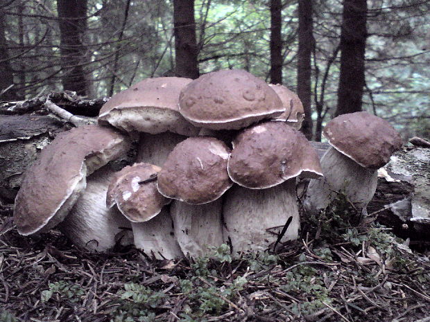 hríb smrekový Boletus edulis Bull.