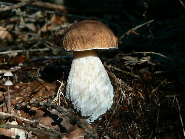 hríb smrekový Boletus edulis Bull.